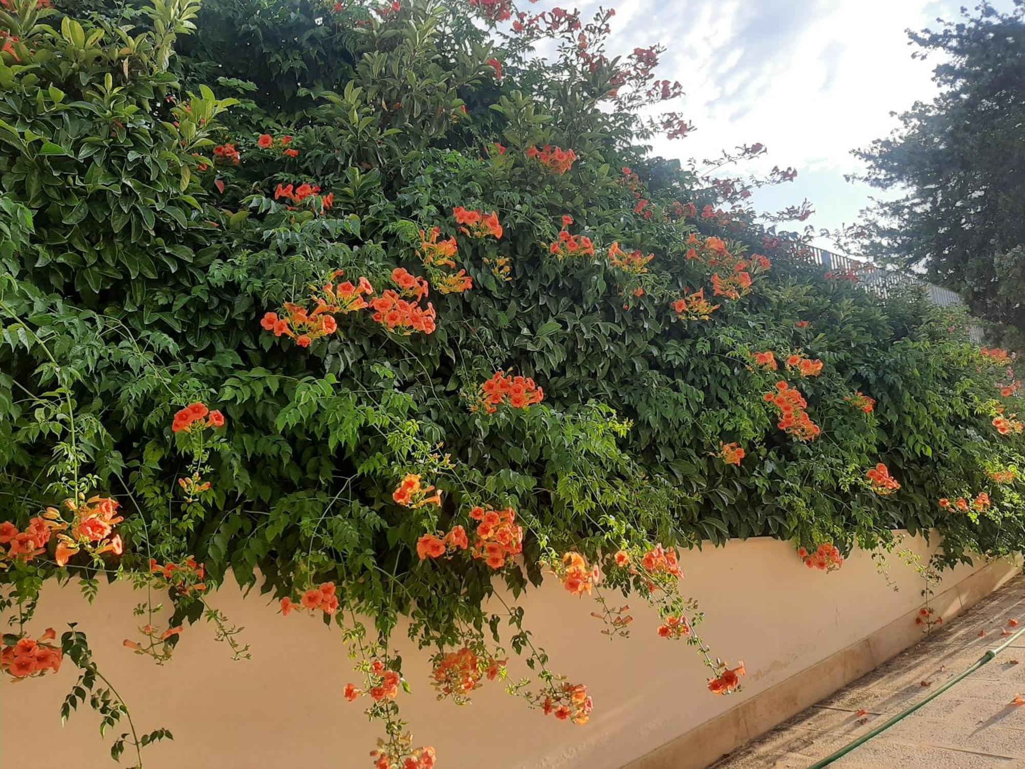 The Orange Groove Bed and breakfast